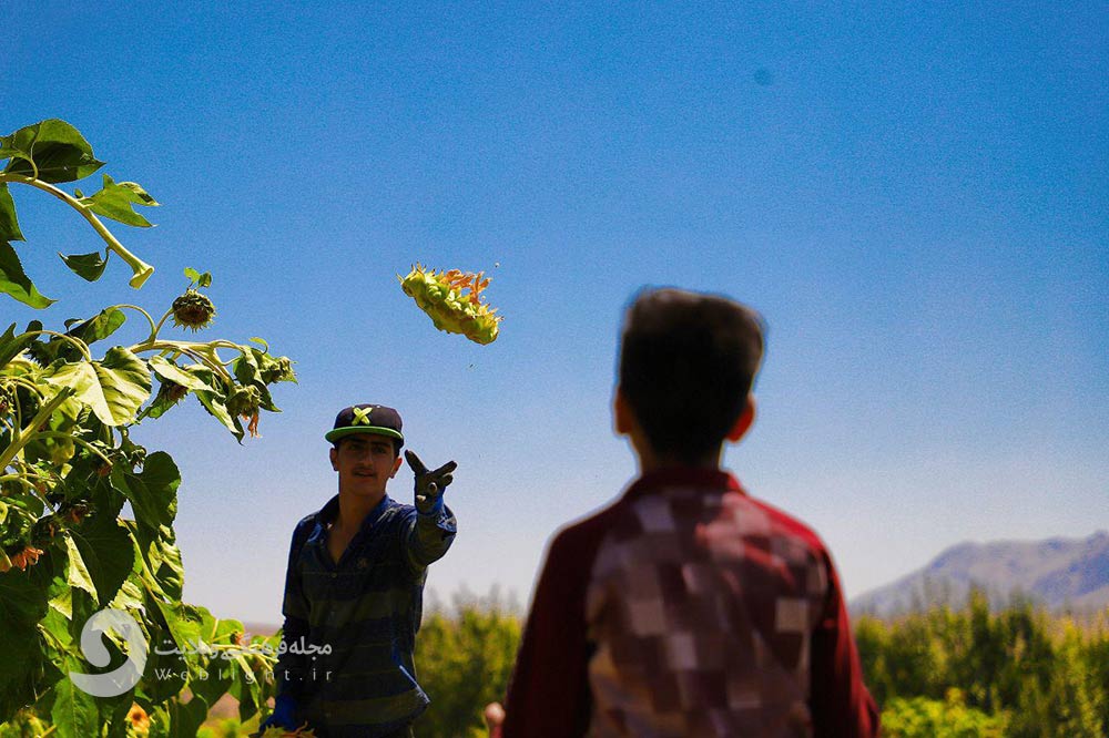 گل آفتابگردان